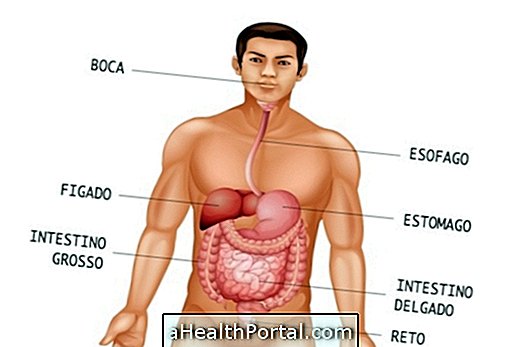 Anatomija tijela organi